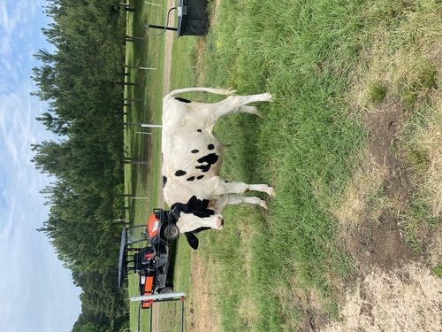 8 month old Holstein Bull for sale