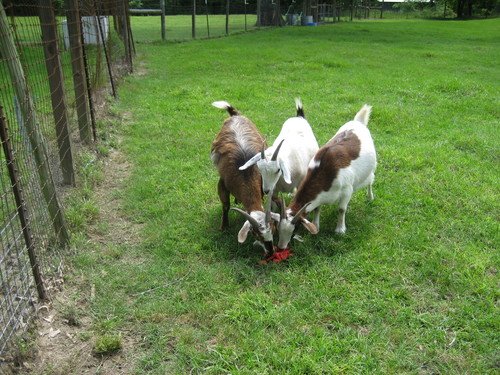 Blue-eyed Brush Goats for sale